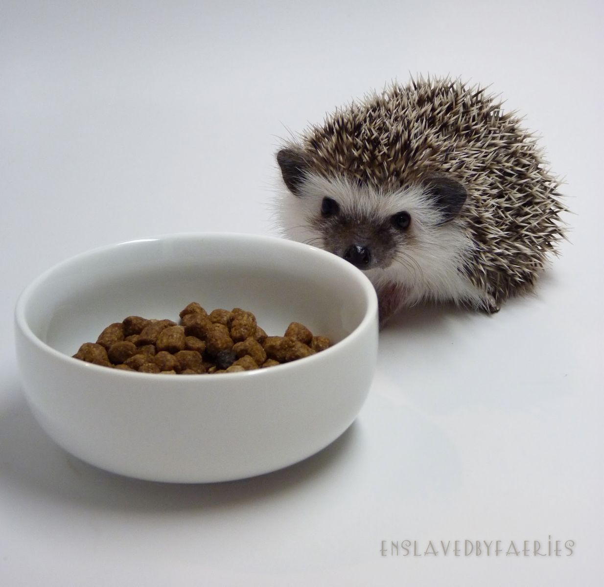  - hedgehog food